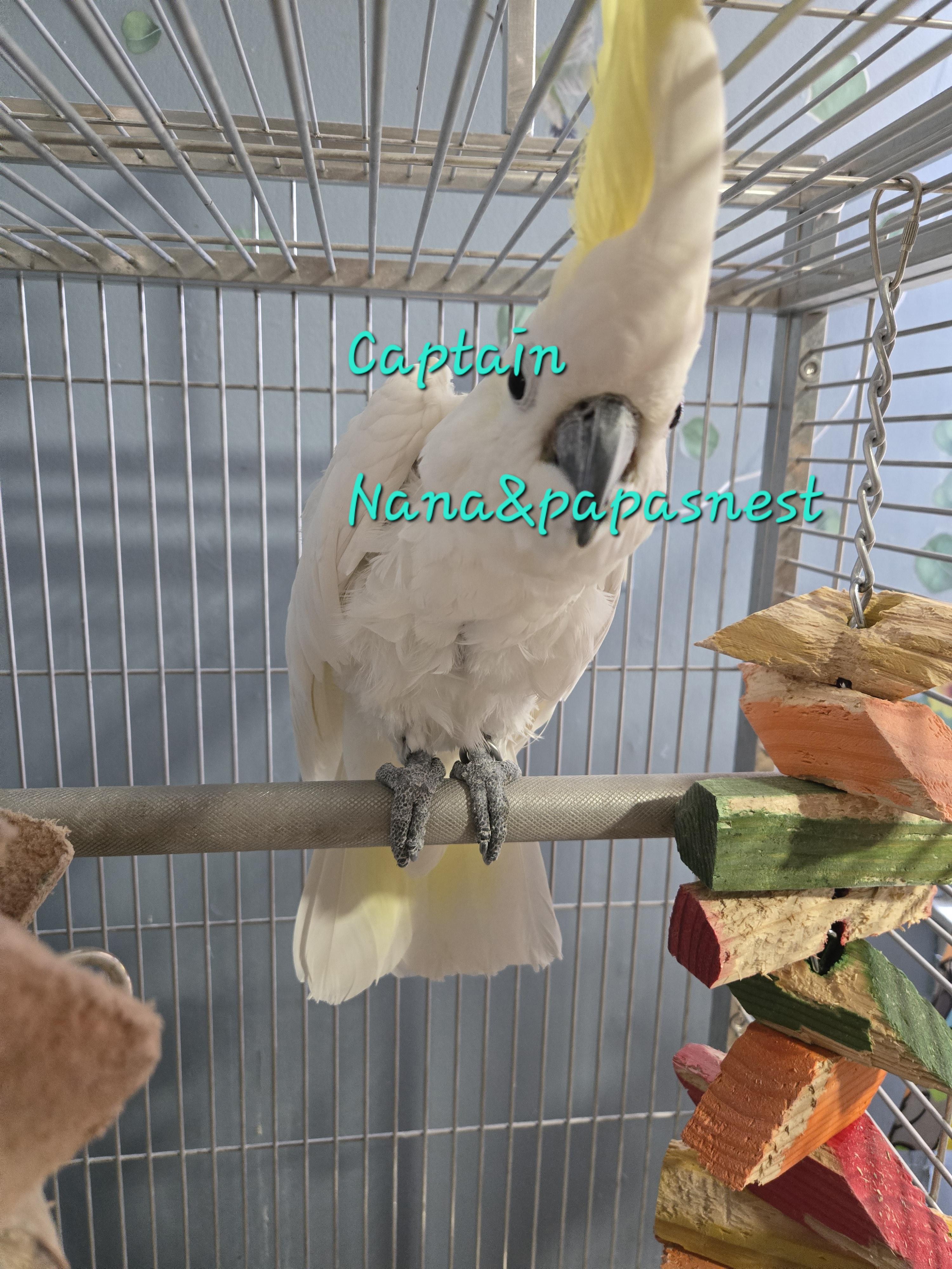 Enlarge Captain, a Adoptable Cockatoo in Wakefield, VA image 1/1