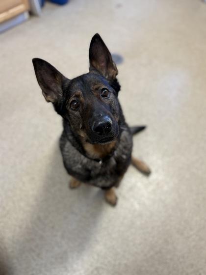 Enlarge Bella, a Adoptable mixed breed in Harbor Springs, MI image 2/3