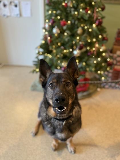 Enlarge Bella, a Adoptable mixed breed in Harbor Springs, MI image 3/3