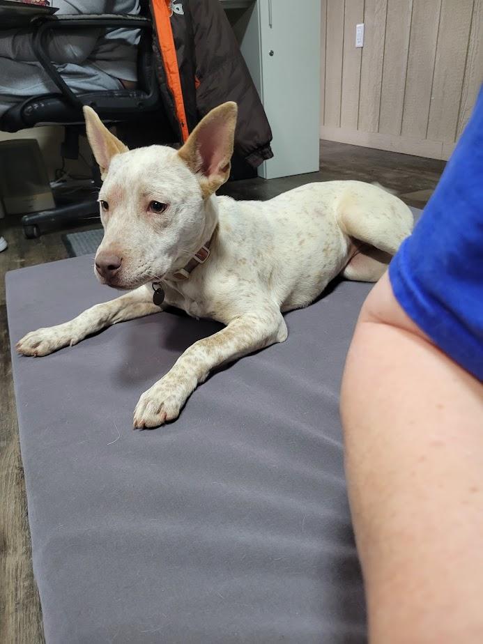 Enlarge Champion 427-25, a ADOPTABLE mixed breed in Cambridge, OH image 4/6