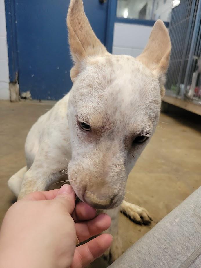 Champion 427-25, a ADOPTABLE mixed breed in Cambridge, OH image 1/3