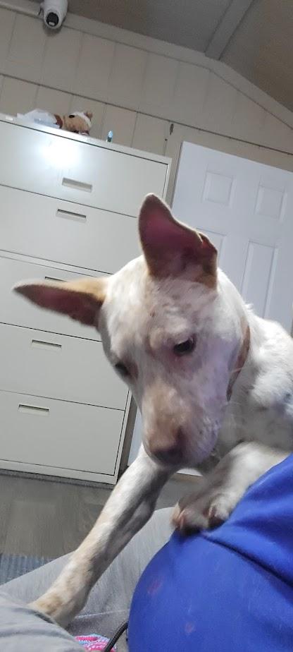 Enlarge Champion 427-25, a ADOPTABLE mixed breed in Cambridge, OH image 5/6