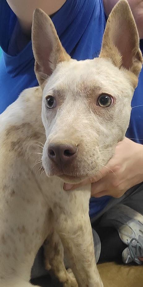 Champion 427-25, a ADOPTABLE mixed breed in Cambridge, OH image 2/3