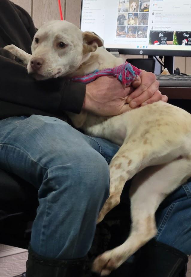 Enlarge Champion 427-25, a ADOPTABLE mixed breed in Cambridge, OH image 6/6