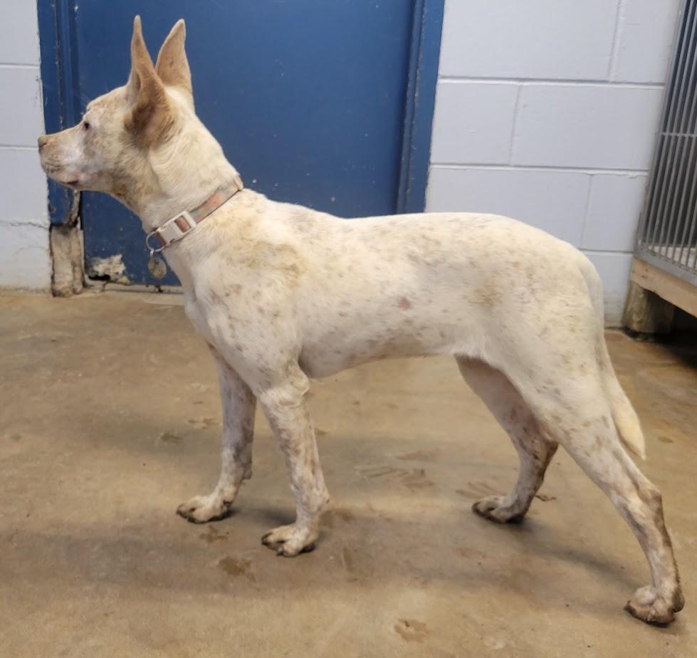 Champion 427-25, a ADOPTABLE mixed breed in Cambridge, OH image 3/3