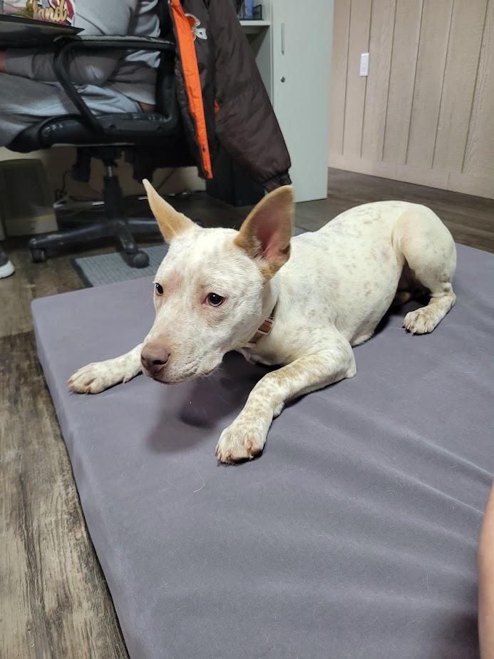 Enlarge Champion 427-25, a ADOPTABLE mixed breed in Cambridge, OH image 1/6