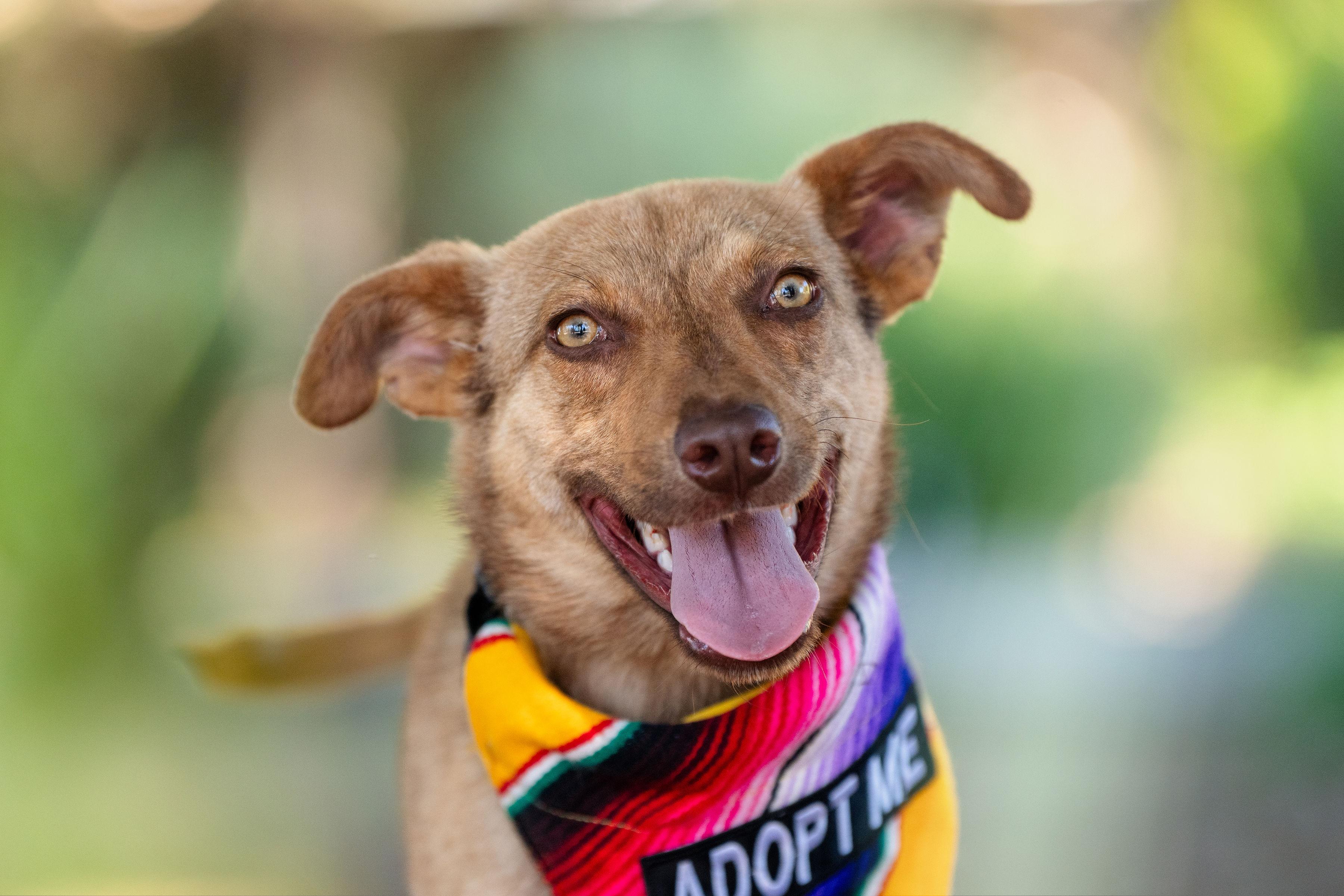 Gretta, an adopted mixed breed in Santa Rosa, CA image 1/4