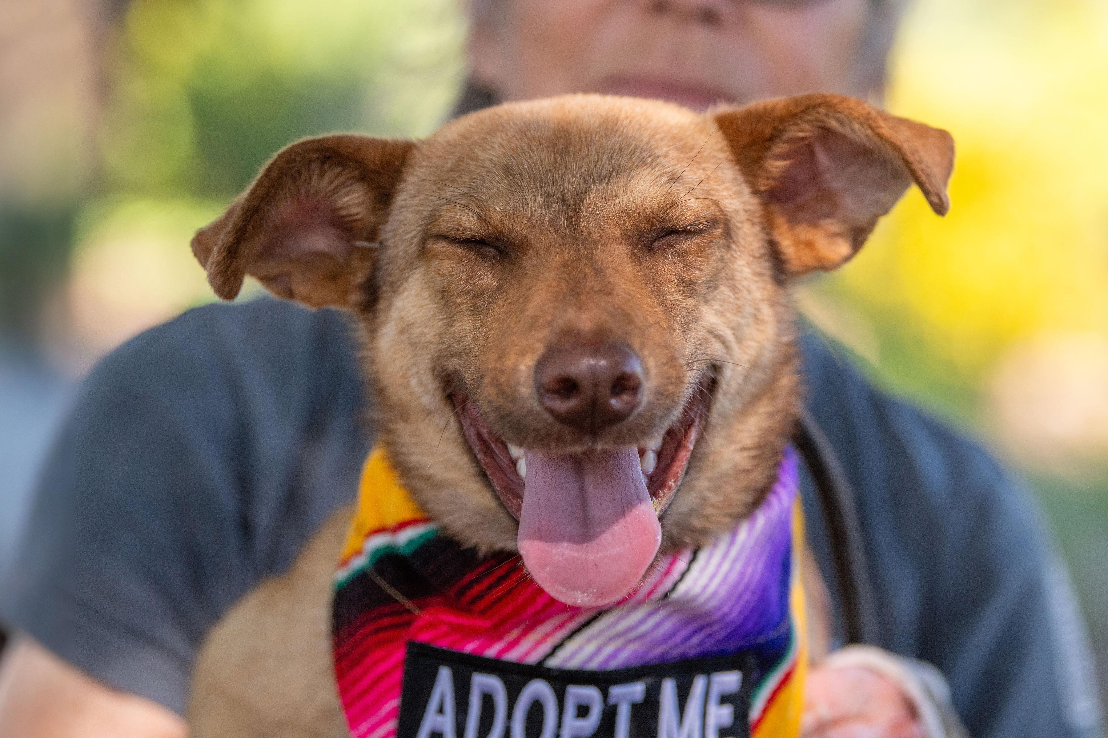 Gretta, an adopted mixed breed in Santa Rosa, CA image 2/4