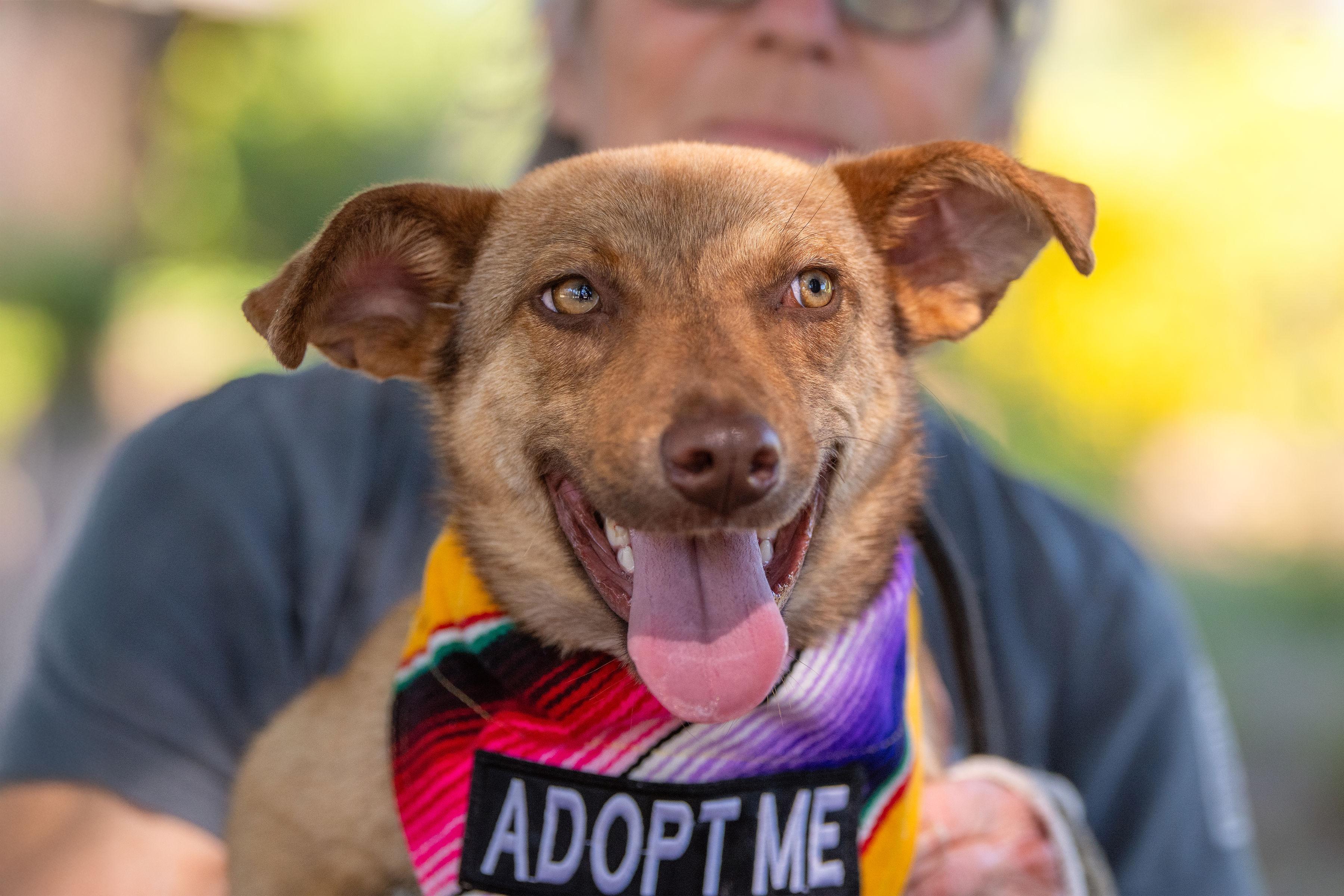 Gretta, an adopted mixed breed in Santa Rosa, CA image 4/4