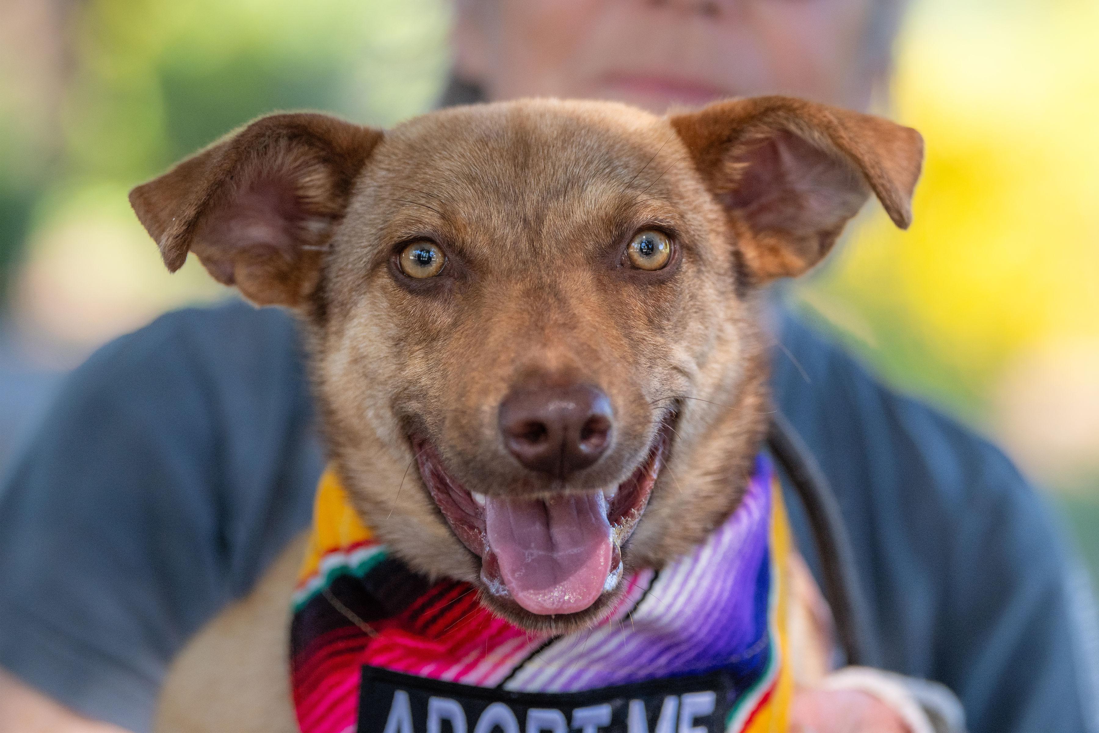 Gretta, an adopted mixed breed in Santa Rosa, CA image 3/4