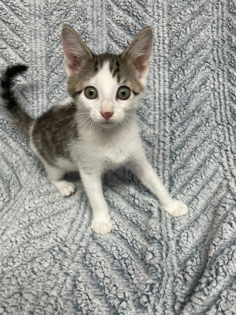 Zazu ( Must adopt with littermate), ADOPTABLE, Kitten Male Domestic Short Hair.