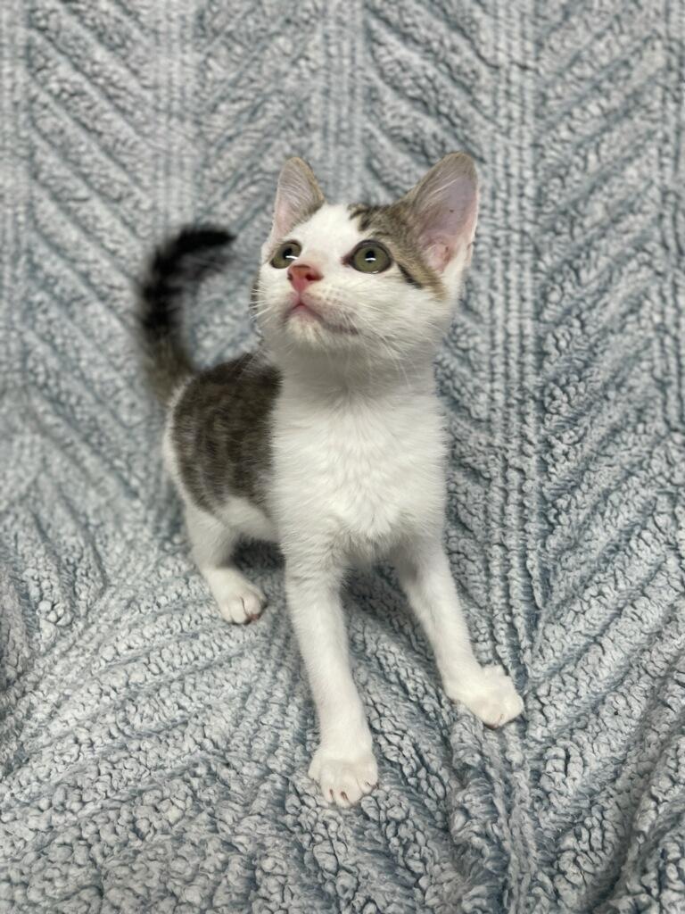 Zazu ( Must adopt with littermate), a ADOPTABLE Domestic Short Hair in Neillsville, WI image 4/6