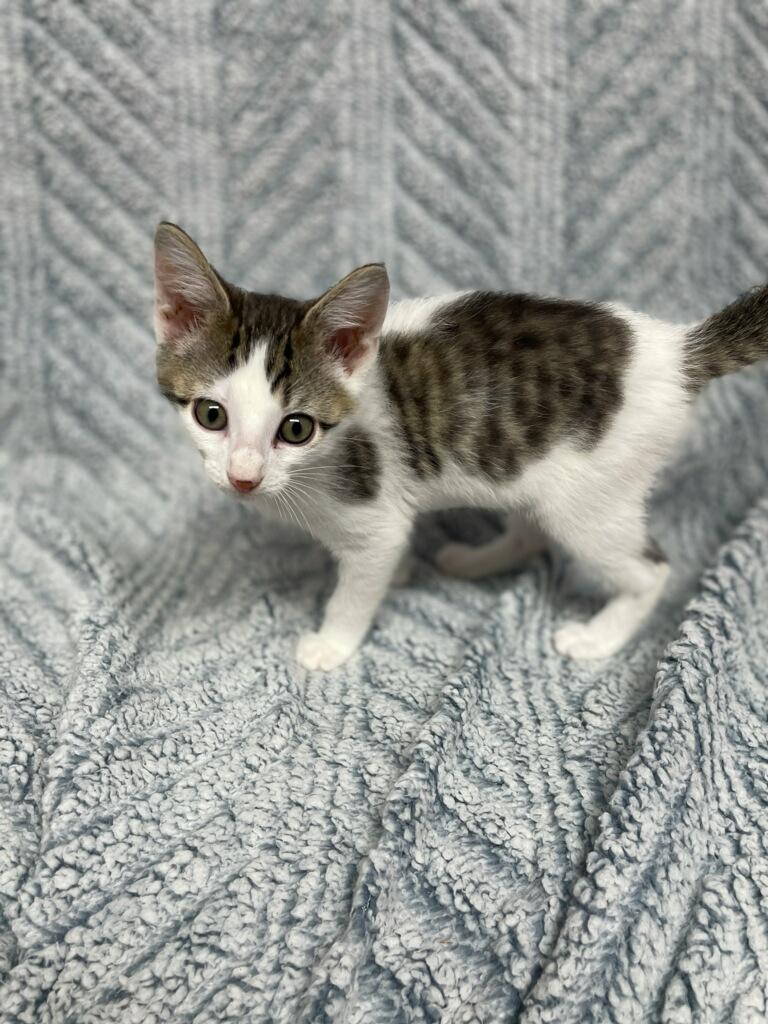 Zazu ( Must adopt with littermate), a ADOPTABLE Domestic Short Hair in Neillsville, WI image 2/6