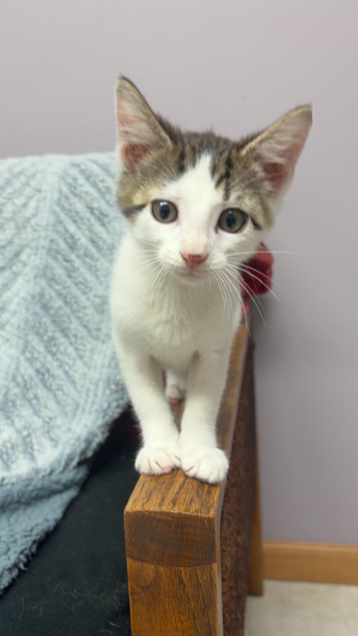 Zazu ( Must adopt with littermate), a ADOPTABLE Domestic Short Hair in Neillsville, WI image 5/6