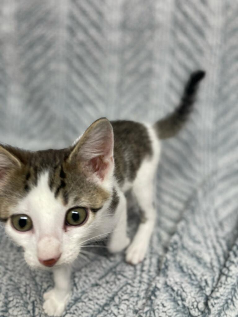 Zazu ( Must adopt with littermate), a ADOPTABLE Domestic Short Hair in Neillsville, WI image 6/6