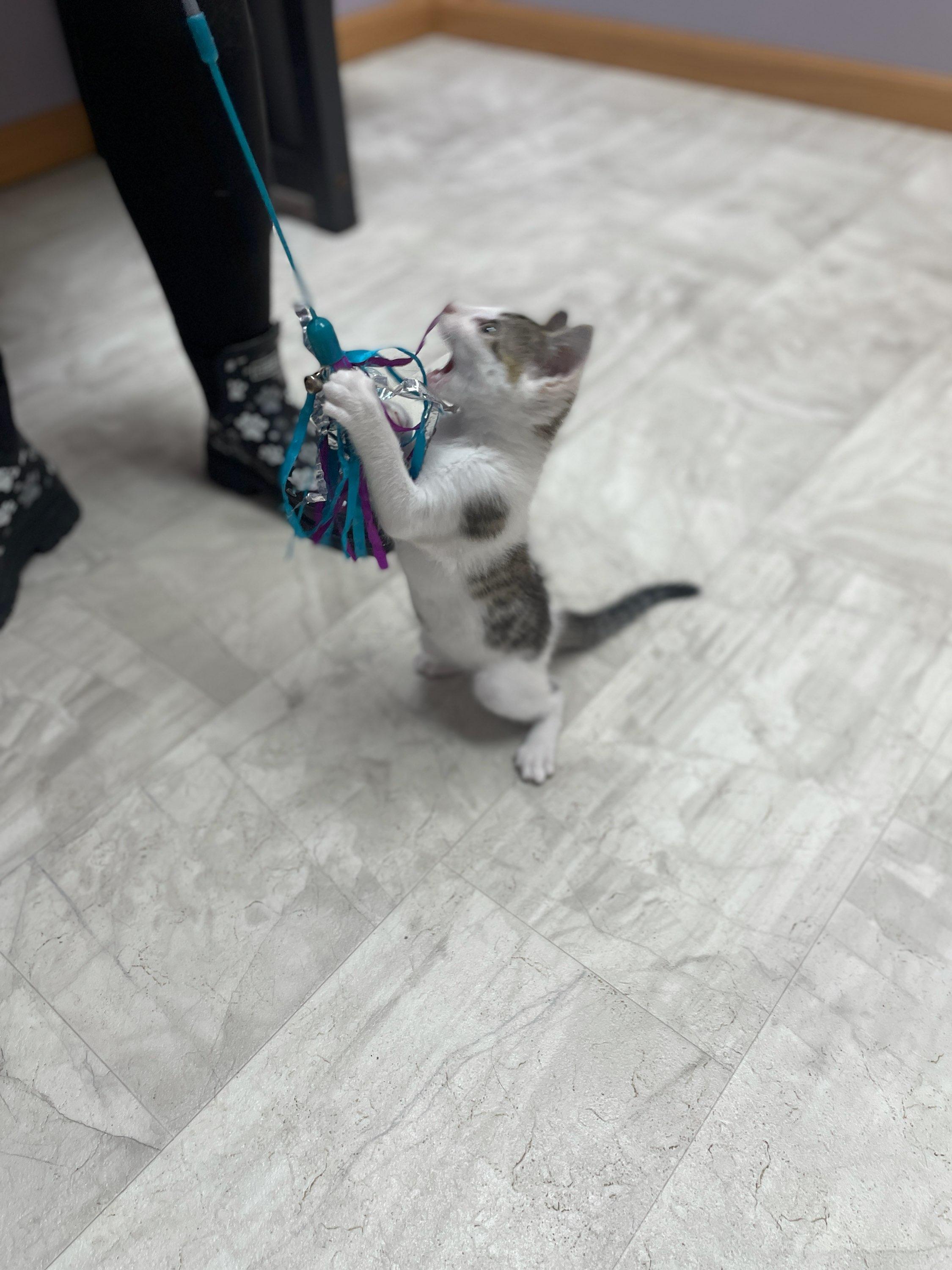 Zazu ( Must adopt with littermate), a ADOPTABLE Domestic Short Hair in Neillsville, WI image 3/6