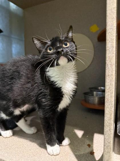 Enlarge Hoagie, a Adoptable mixed breed in Washington, DC image 1/1