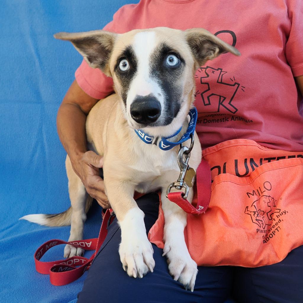 Enlarge LILAH, a Adoptable mixed breed in Point Richmond, CA image 1/5
