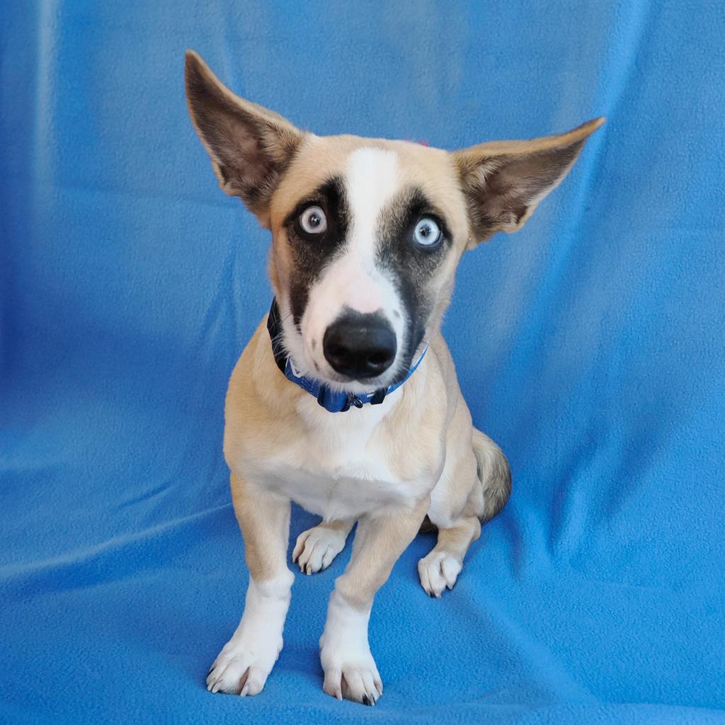 Enlarge LILAH, a Adoptable mixed breed in Point Richmond, CA image 2/5