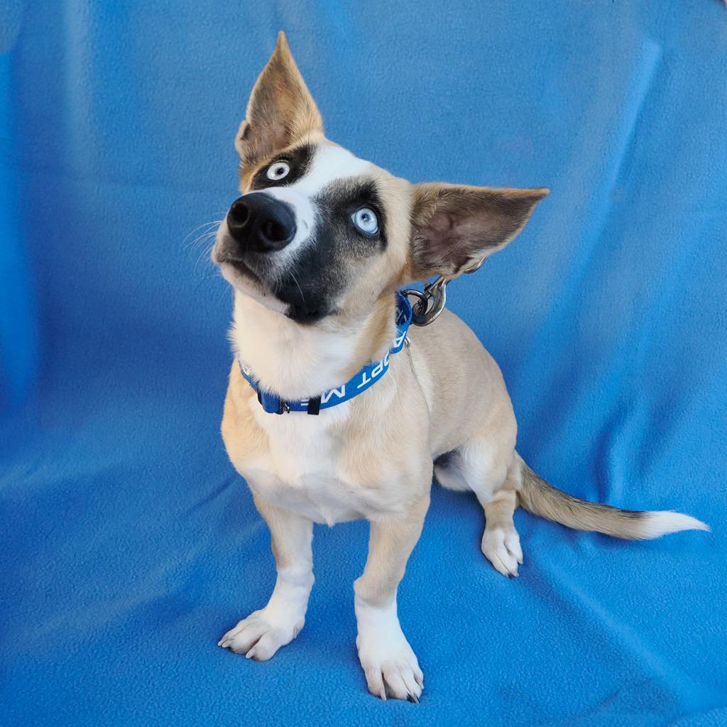 Enlarge LILAH, a Adoptable mixed breed in Point Richmond, CA image 3/5