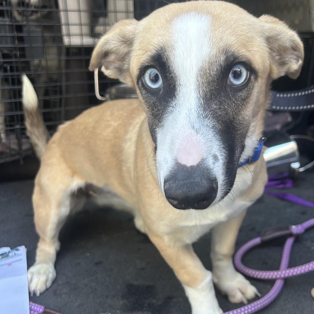Enlarge LILAH, a Adoptable mixed breed in Point Richmond, CA image 4/5