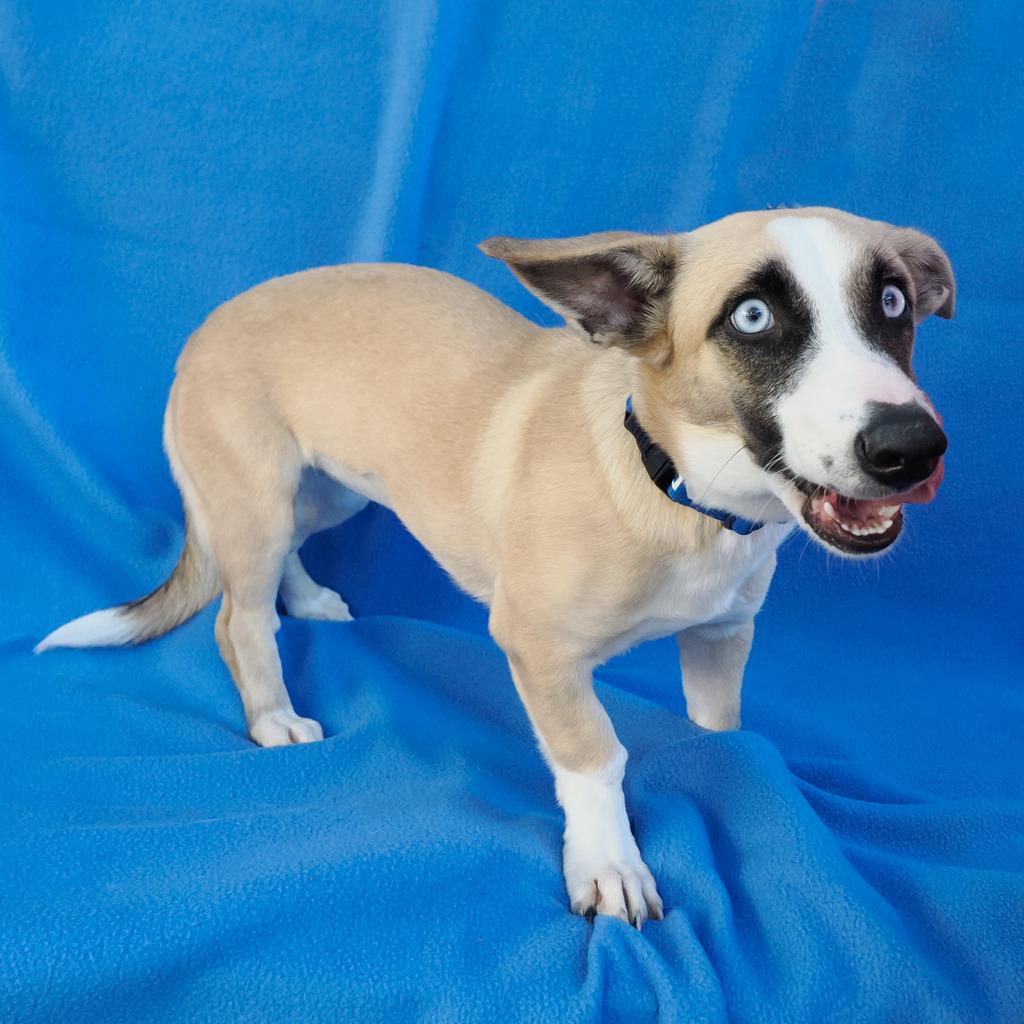 Enlarge LILAH, a Adoptable mixed breed in Point Richmond, CA image 5/5