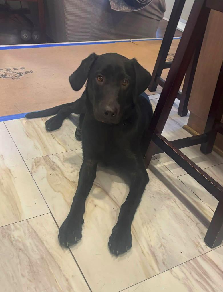 Enlarge Avalon $500, a Adoptable mixed breed in Milwaukee, WI image 1/4