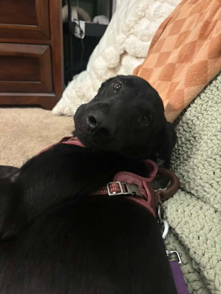 Enlarge Avalon $500, a Adoptable mixed breed in Milwaukee, WI image 2/4