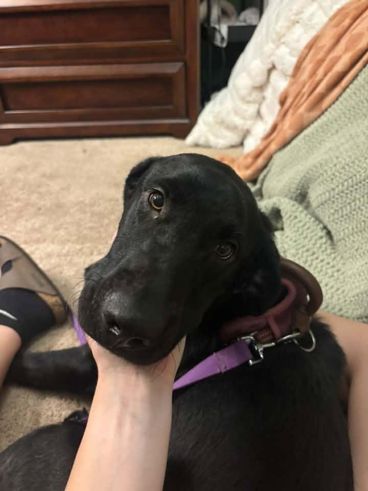 Enlarge Avalon $500, a Adoptable mixed breed in Milwaukee, WI image 3/4