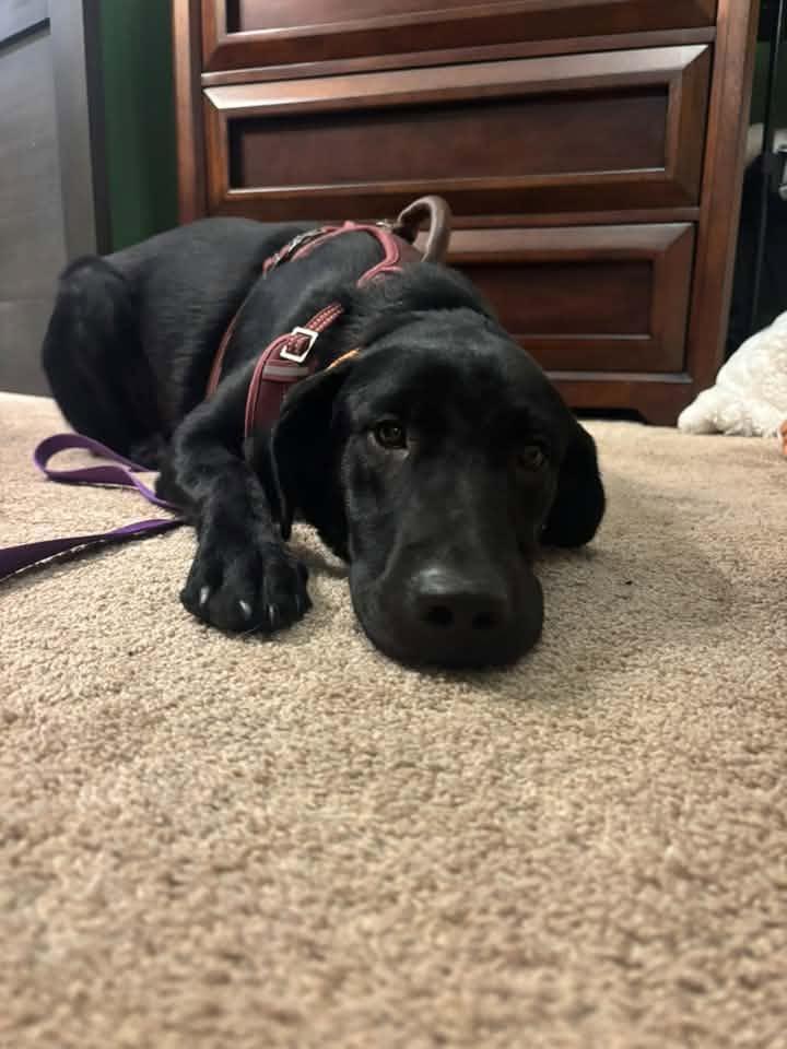 Enlarge Avalon $500, a Adoptable mixed breed in Milwaukee, WI image 4/4