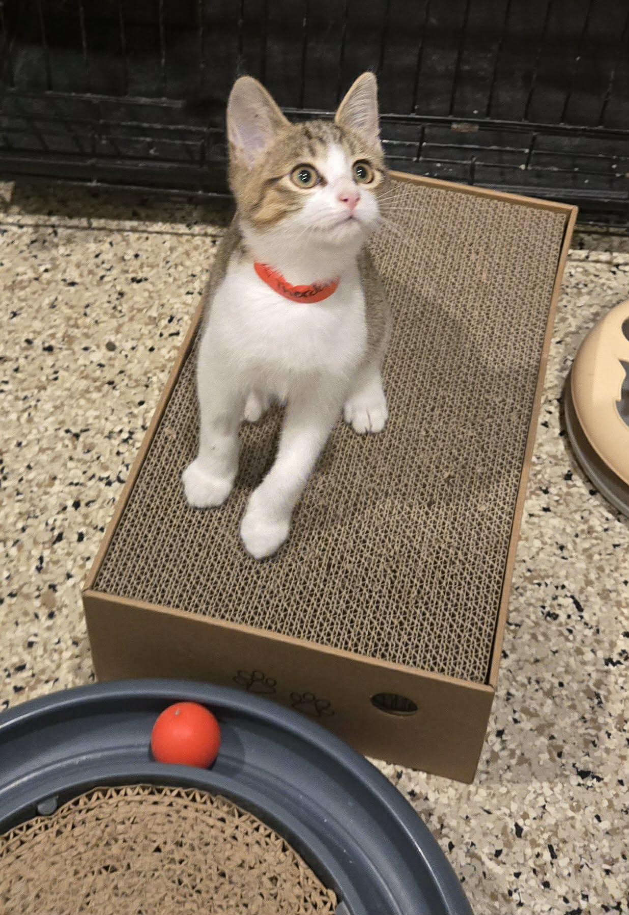 Enlarge Theodore, a Adoptable mixed breed in Freeport, IL image 1/3