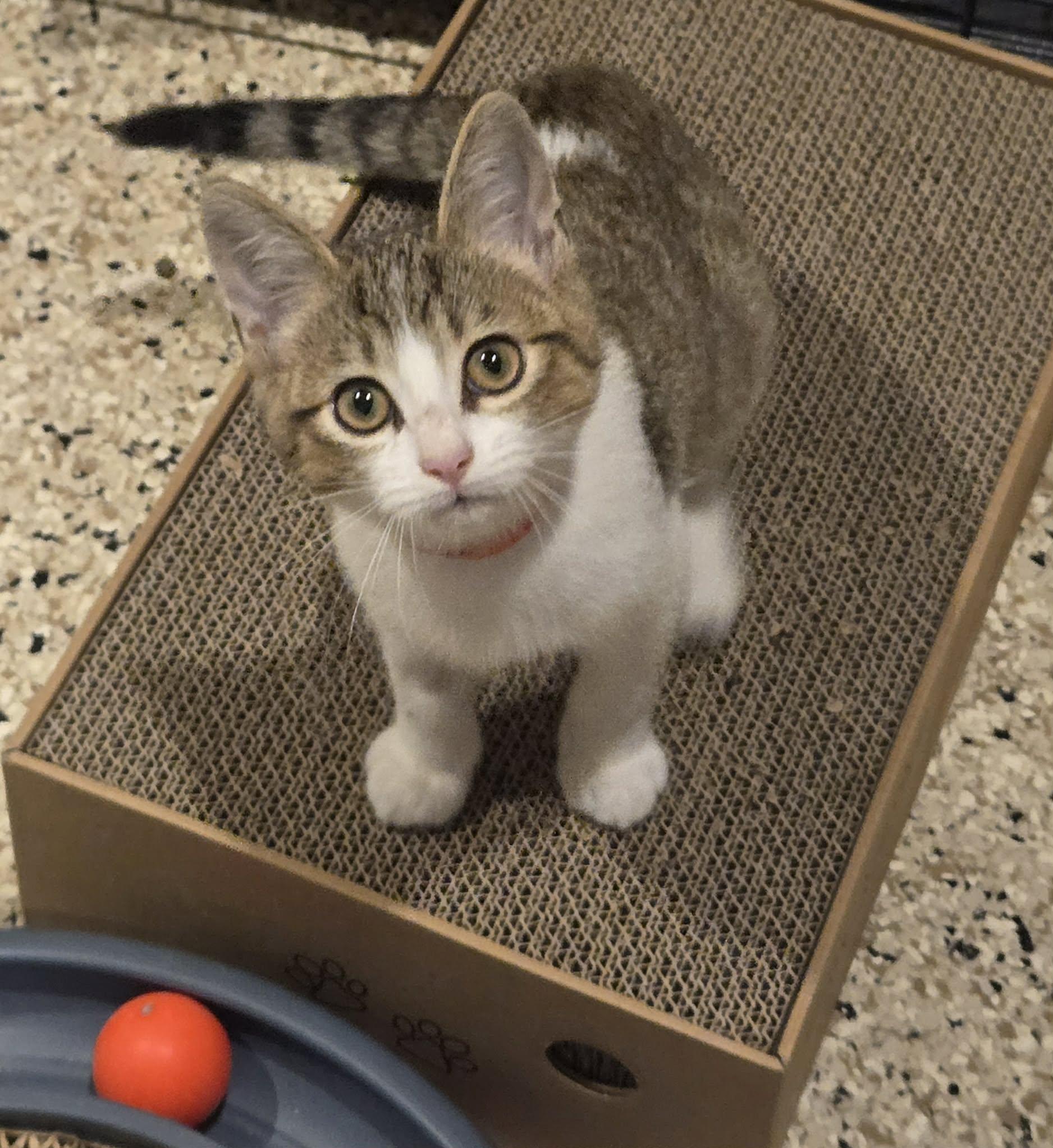 Enlarge Theodore, a Adoptable mixed breed in Freeport, IL image 2/3