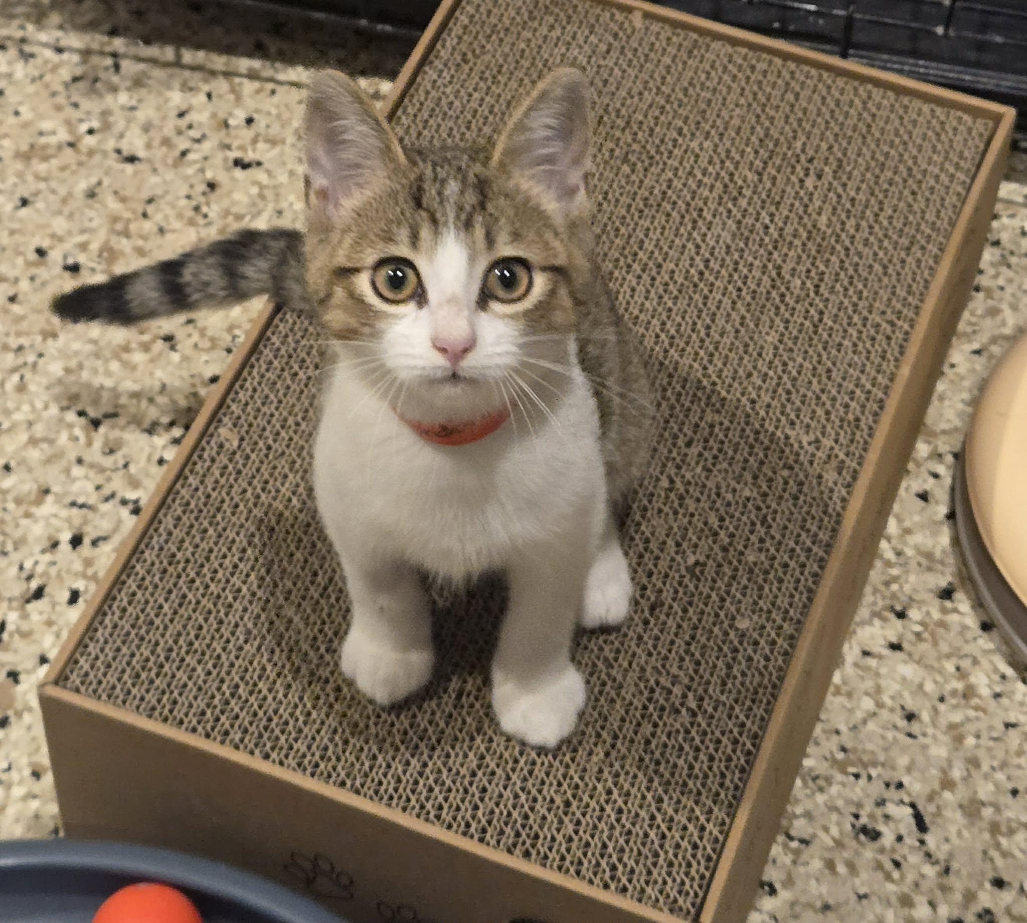Enlarge Theodore, a Adoptable mixed breed in Freeport, IL image 3/3