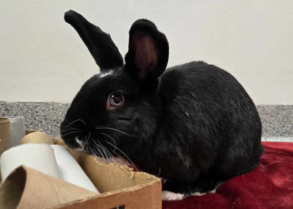 Zoe, Adoptable, Adult Female Dutch.