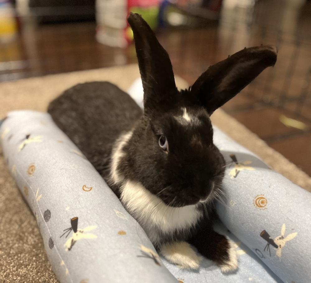 Enlarge Zoe, a Adoptable mixed breed in Westford, MA image 2/6