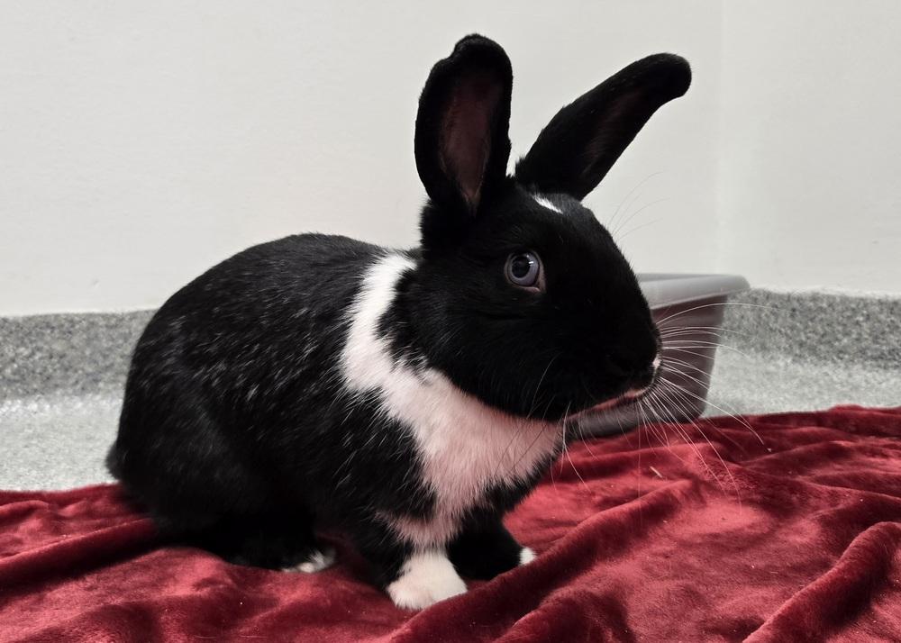 Enlarge Zoe, a Adoptable mixed breed in Westford, MA image 3/6