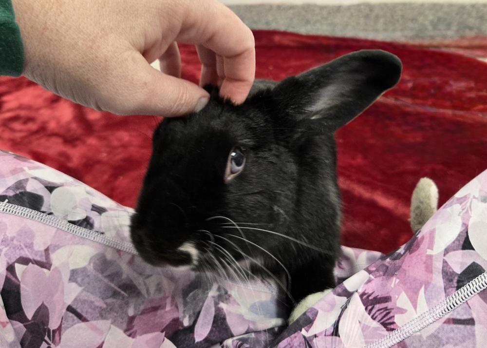 Enlarge Zoe, a Adoptable mixed breed in Westford, MA image 4/6