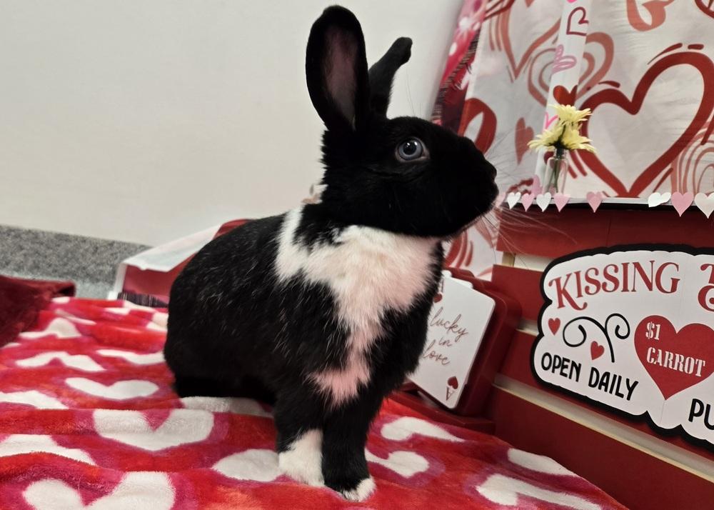 Enlarge Zoe, a Adoptable mixed breed in Westford, MA image 5/6