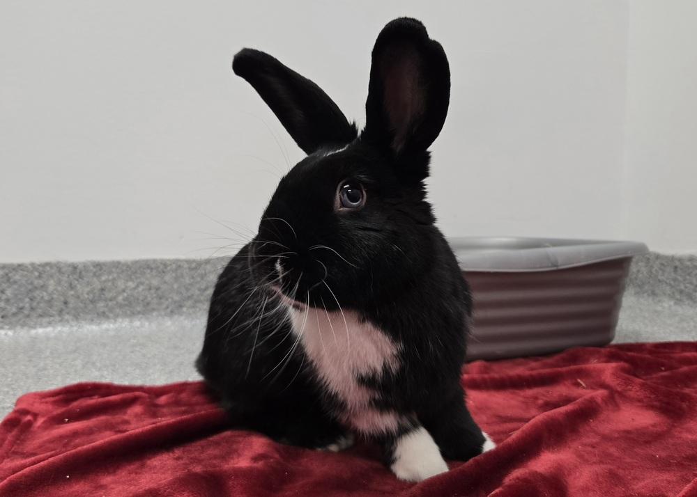 Enlarge Zoe, a Adoptable mixed breed in Westford, MA image 6/6