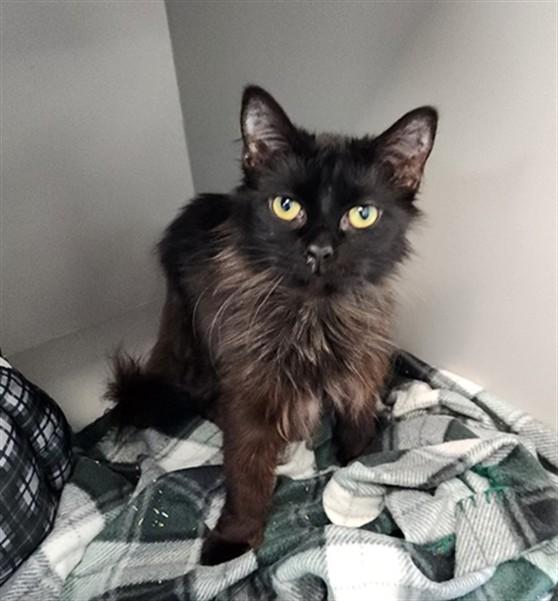 JELLY BEAN, Adoptable, Young Male Domestic Long Hair.