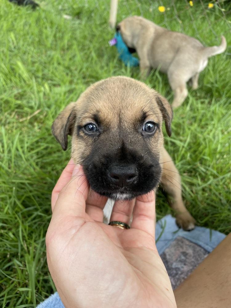 Neptune, Adoptable, Puppy Male Golden Retriever & German Shepherd Dog.