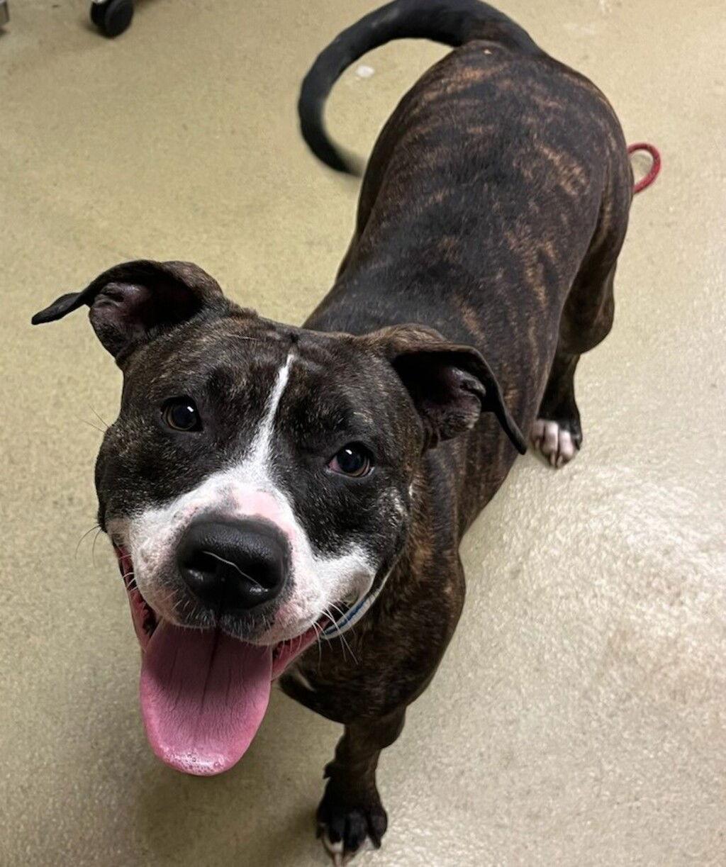 Enlarge Reba 51127, a Adoptable Pit Bull Terrier in Petaluma, CA image 1/1