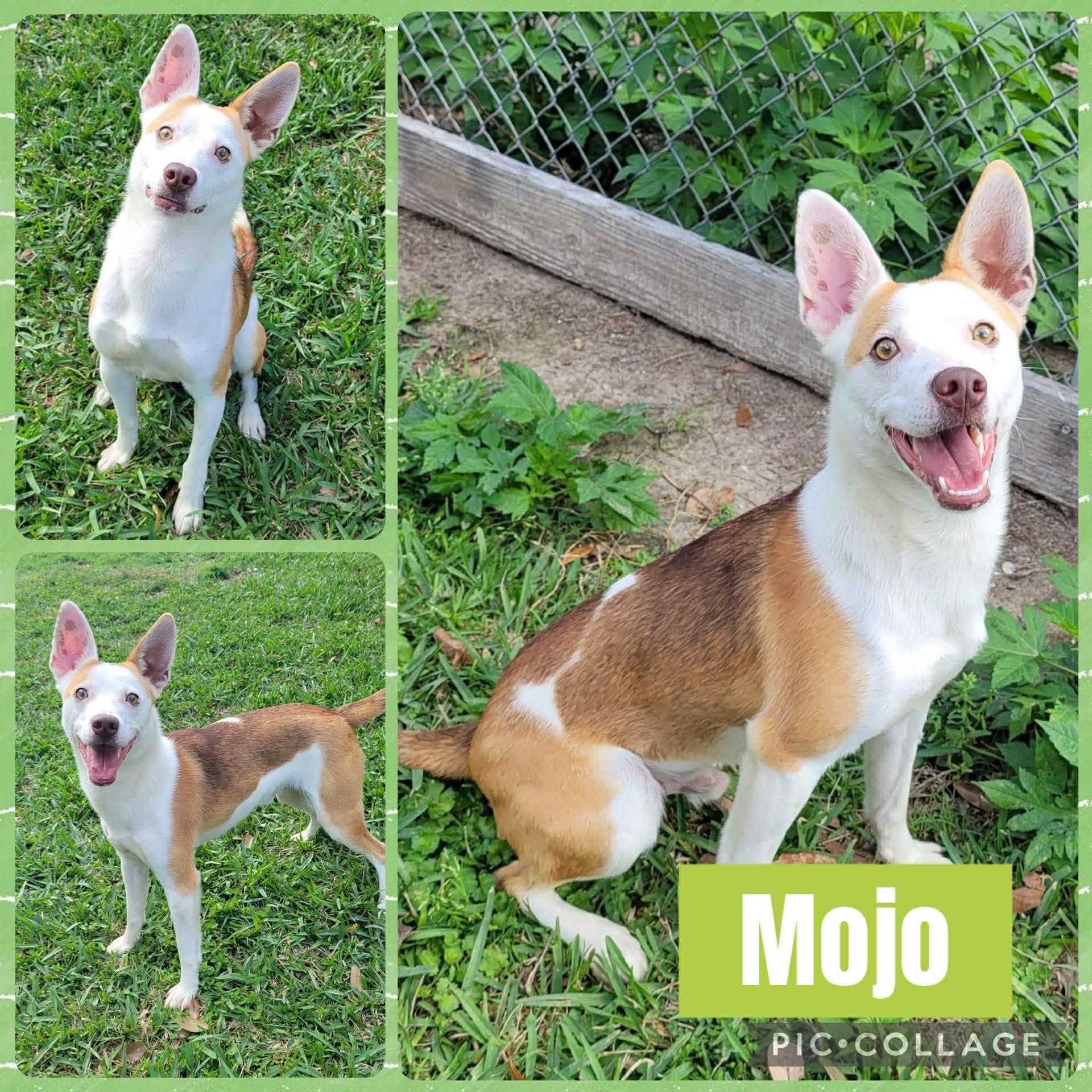 Mojo, ADOPTABLE, Adult Male Basenji & Rat Terrier.