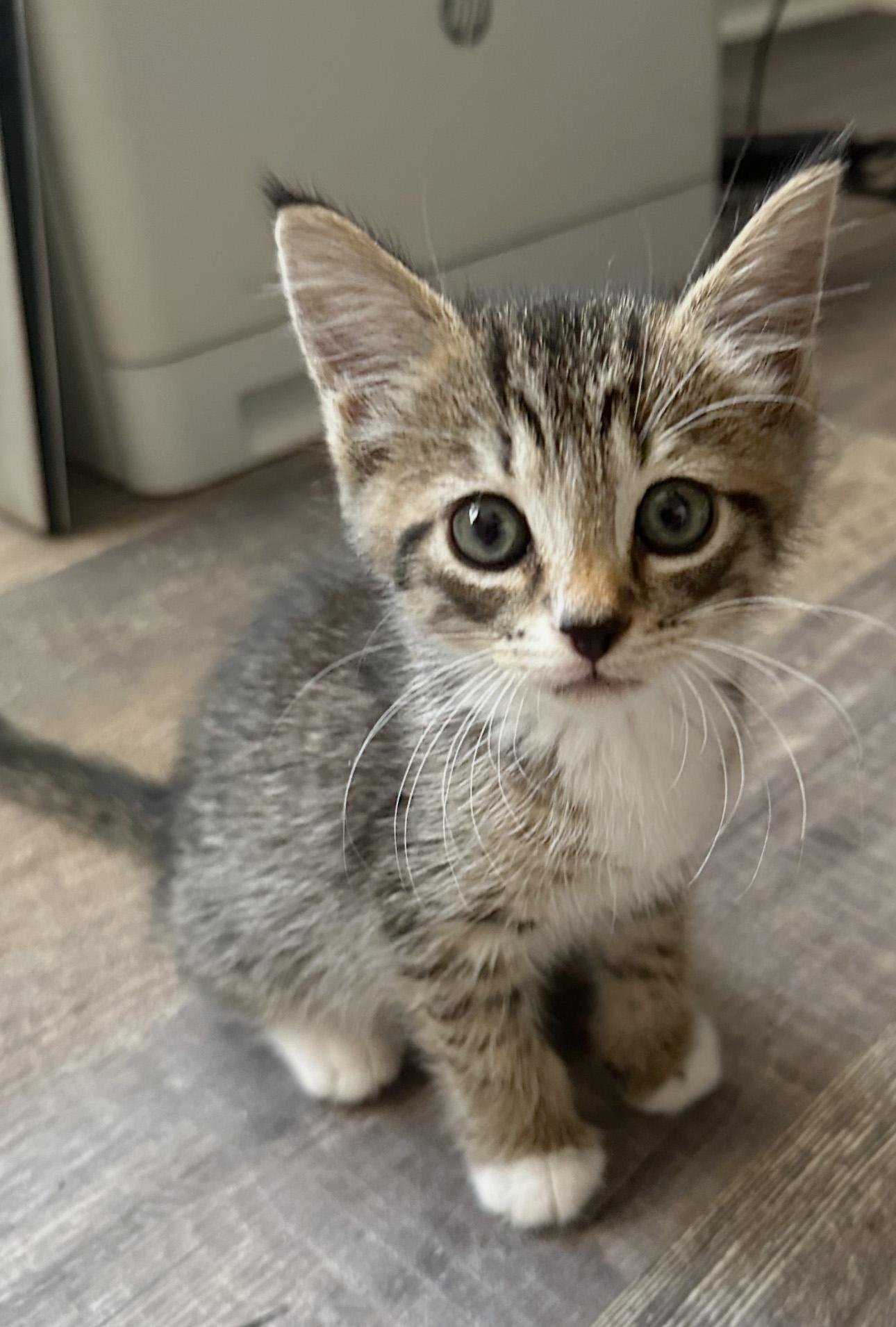 L.J. - PENDING ADOPTION!
