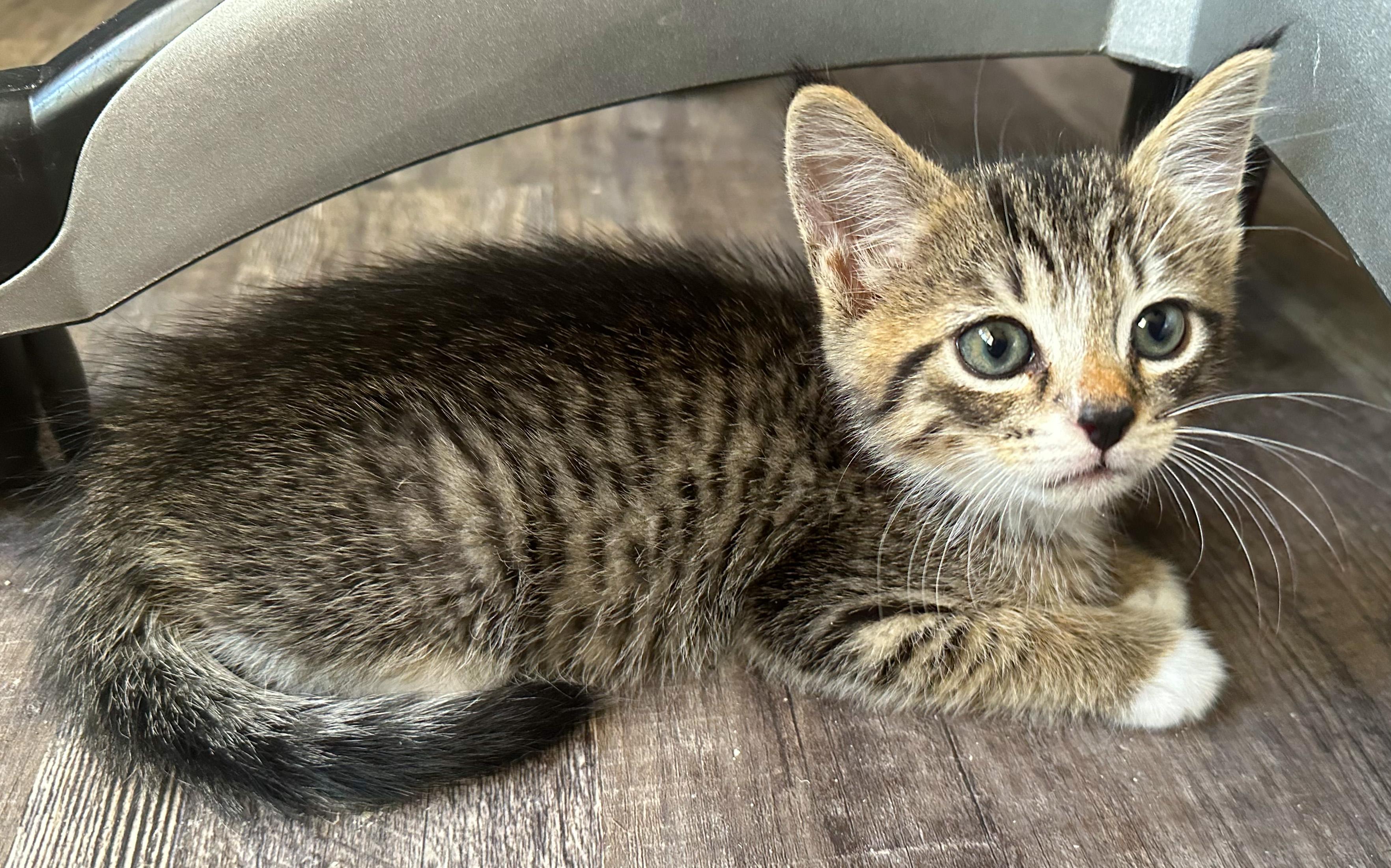 L.J. - PENDING ADOPTION!