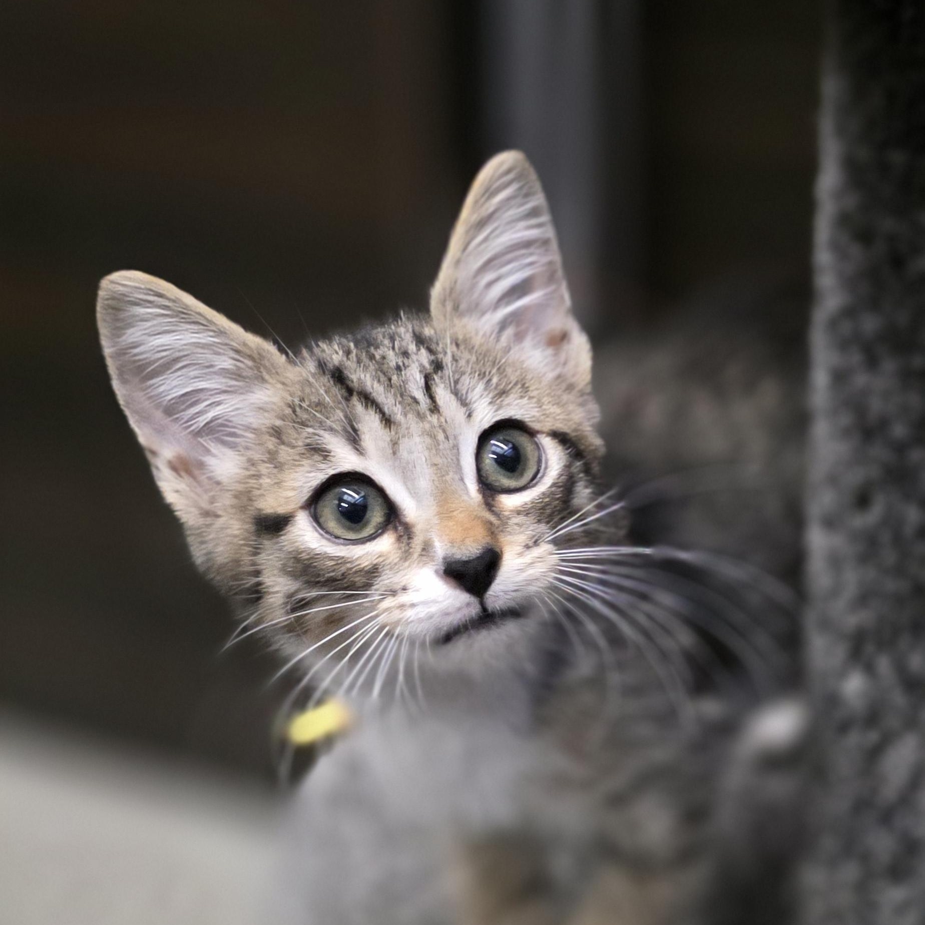 L.J. - PENDING ADOPTION!
