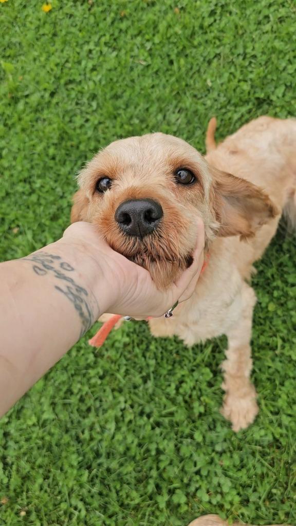 Rascal, Adopted, Adult Male Poodle & Cavalier King Charles Spaniel.