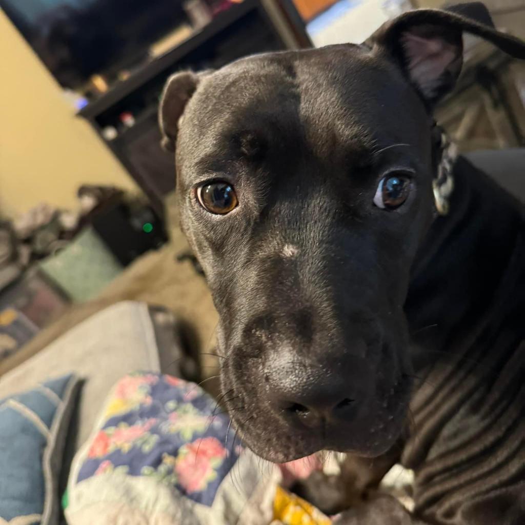 Alabama, Adoptable, Adult Female Mixed Breed.