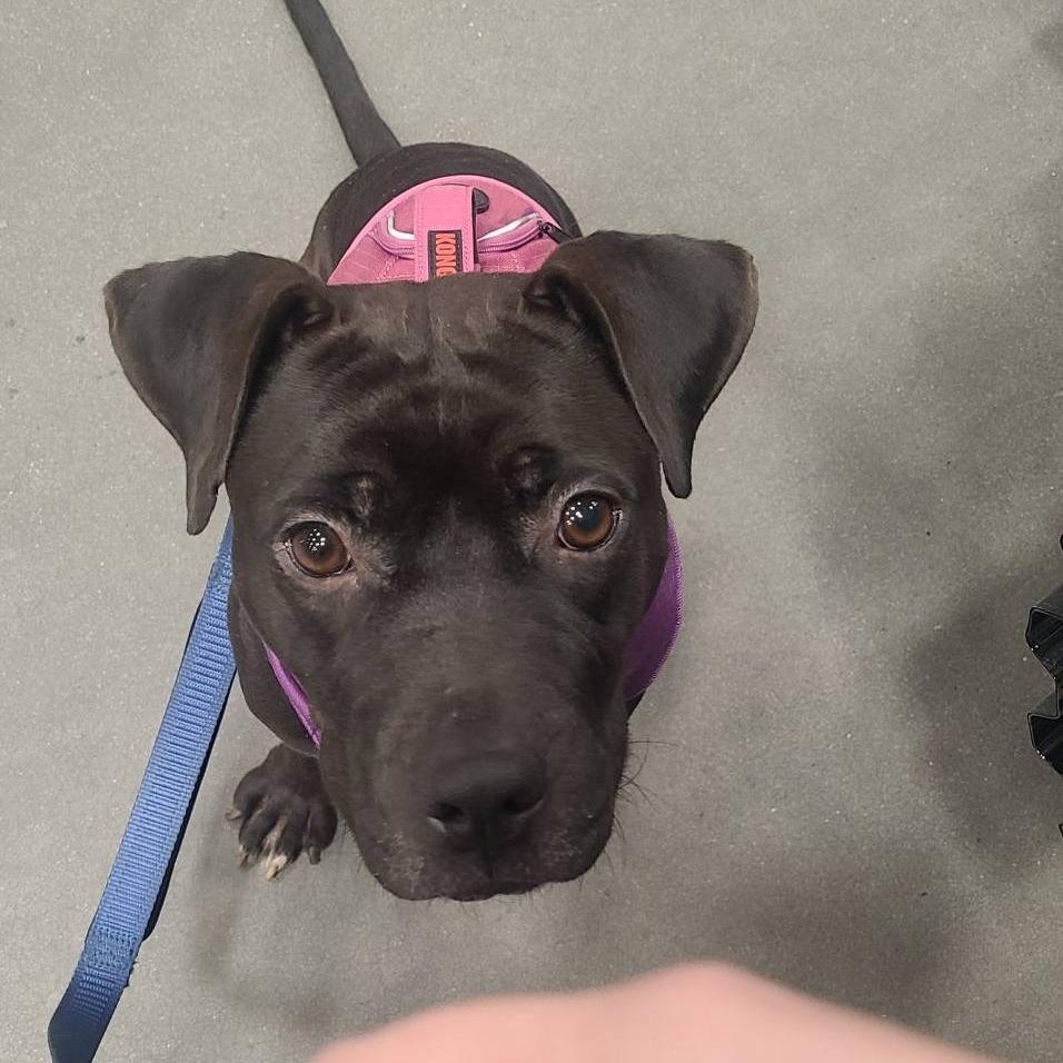 Enlarge Alabama, a Adoptable Mixed Breed image 2/6