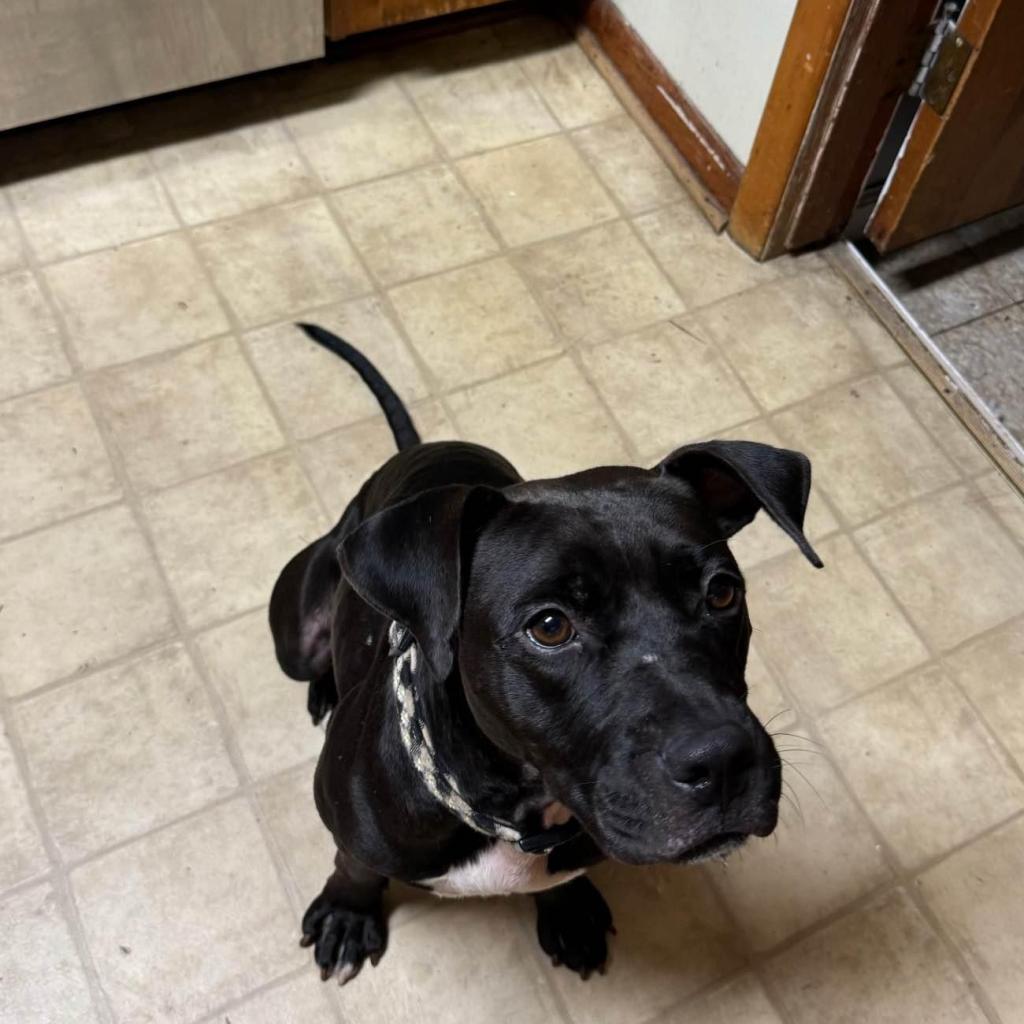 Enlarge Alabama, a Adoptable Mixed Breed image 4/6